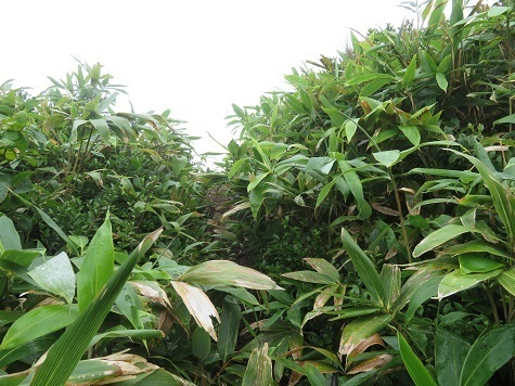 大尽山 山頂に出たか?.jpg