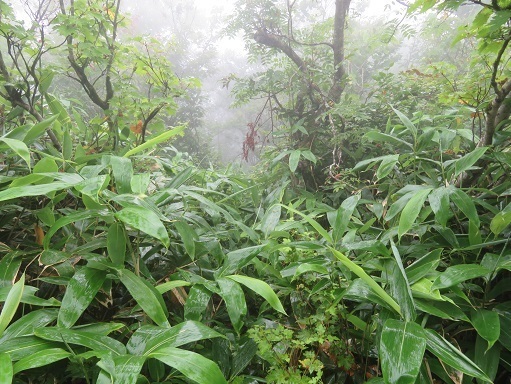 大尽山 最後は登りの藪漕ぎ.jpg