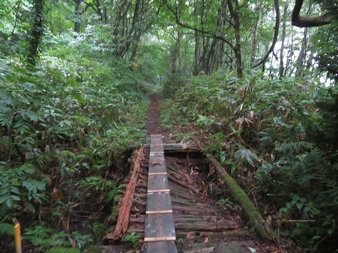 大尽山 道は整備されて.jpg