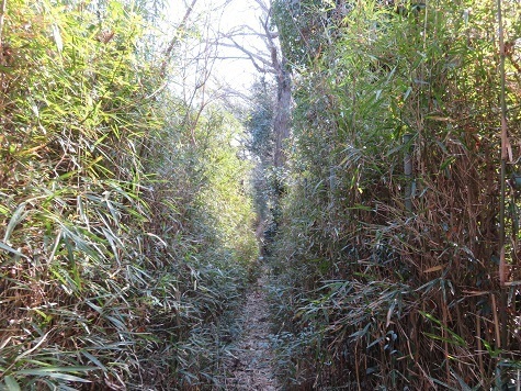 天園~三浦富士 こんな茫茫の道も.jpg