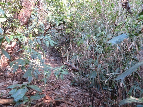 天園~三浦富士 ちょっと気になった天台山 藪を漕いで・・・.jpg