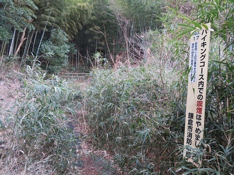 天園~三浦富士 入口は笹ぼうぼう.jpg