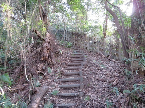 天園~三浦富士 延々と続く.jpg