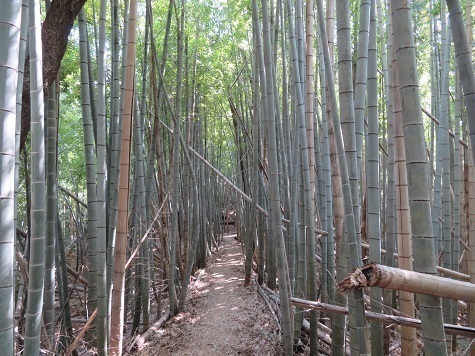天園~三浦富士 竹林エリア.jpg