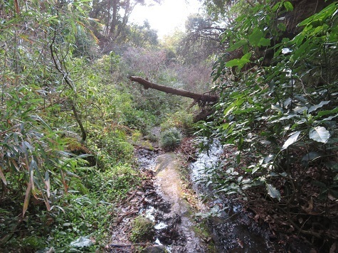 天園~三浦富士 道は沢沿いなので雨が降るとぐちゃぐちゃになるでしょう.jpg