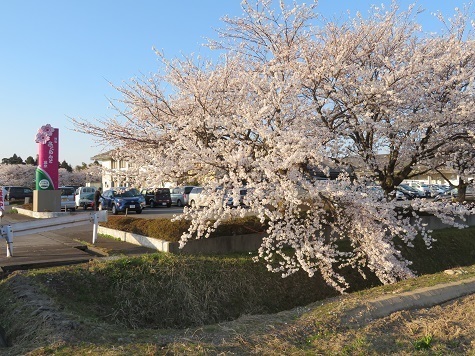 川内山塊銀太郎_矢筈 さくらんどの桜はブラボー満開だ.jpg