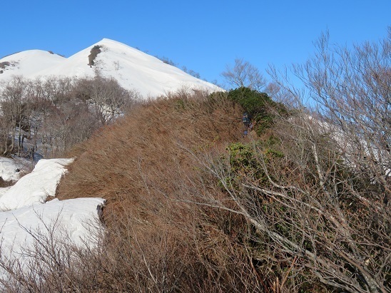 川内山塊銀太郎_矢筈 青里方面 ブッシュ区間が長い.jpg