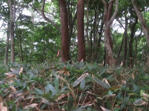 折戸山 この辺りは腰位か.jpg