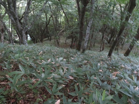 折戸山 下山します.jpg