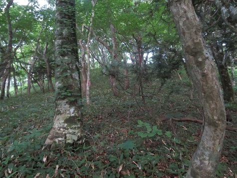 折戸山 笹はあるが低い.jpg