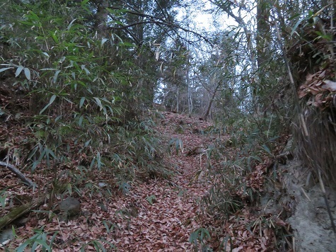 旭山(山梨)まずは笹 枯葉の道から.jpg