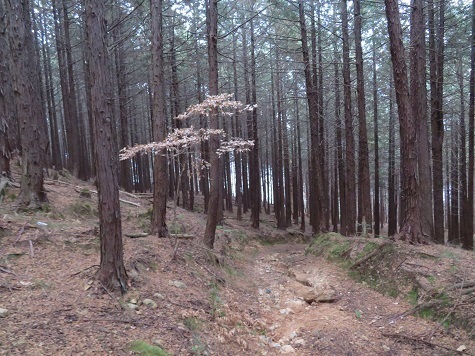 旭山(山梨)道がえぐれているがまぁ何とか・・・.jpg