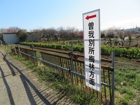 曽我梅林 曽我別所梅林へは標識に従う.jpg