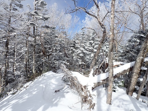 甲武信29 今回 木賊山~甲武信小屋までが積雪一番多かった.jpg