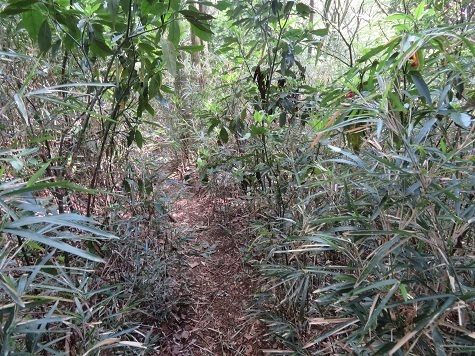 筑波連 やや薮化.jpg