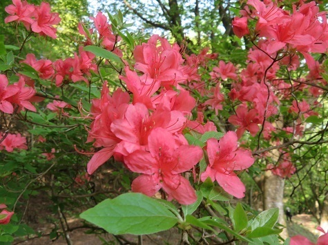 筑波連 レンゲツツジ.jpg