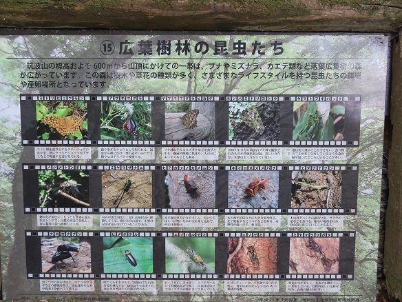 筑波連 山の生物.jpg