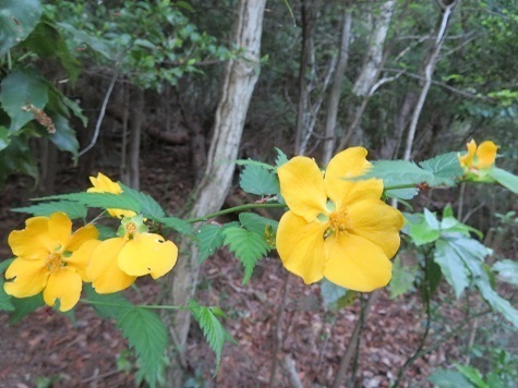 筑波連 花が沢山.jpg