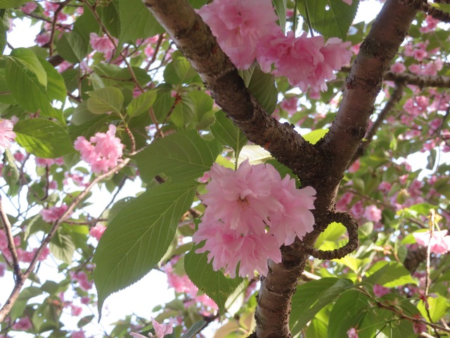 筑波連 見事な八重桜.jpg