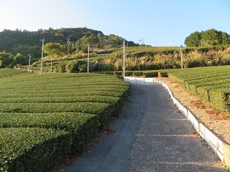 粟ヶ岳 掛川市 茶畑の中を通る.jpg