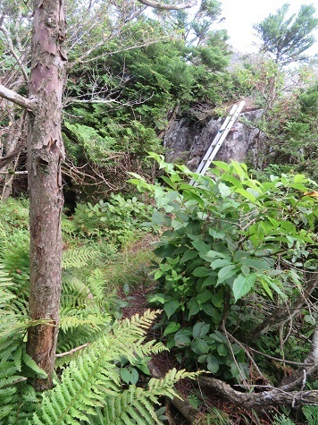 縫道石 山頂へ.jpg