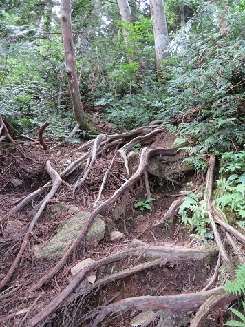 縫道石 木の根の階段.jpg