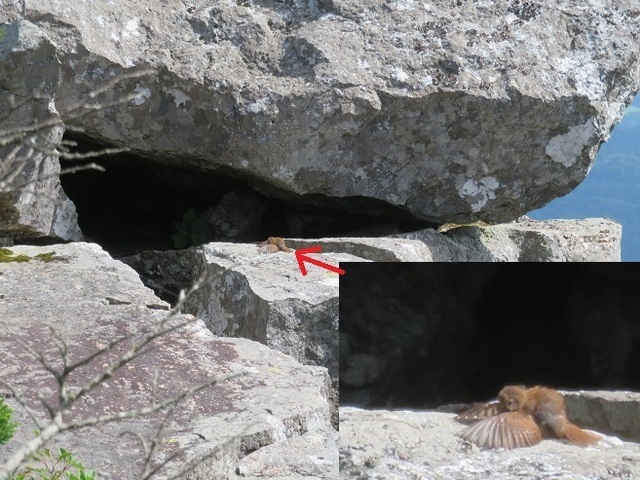 縫道石 鳥が寝そべって.jpg
