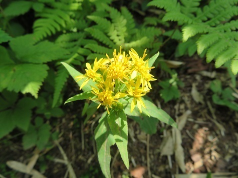 藻琴山 アキノキリンソウ.jpg