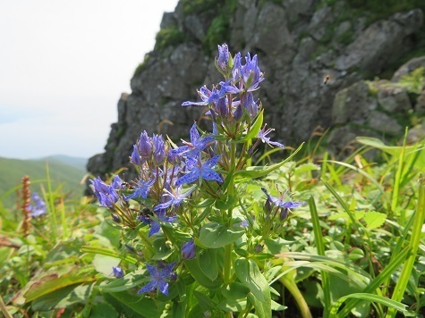 藻琴山 チシマセンブリ.jpg