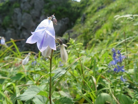 藻琴山 ツリガネニンジン.jpg