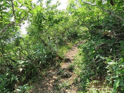 藻琴山 暑いね ここでエゾシマリスとバッタリ.jpg