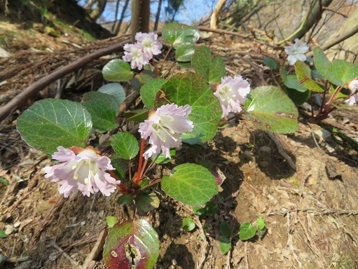 越後白山 イワウチワ.jpg