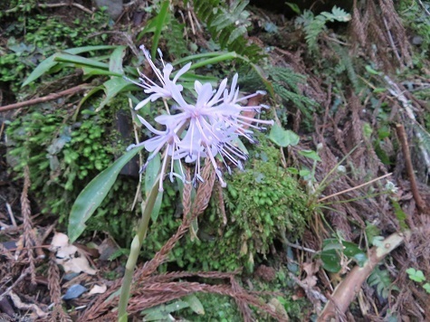 越後白山 ショウジョウバカマ.jpg