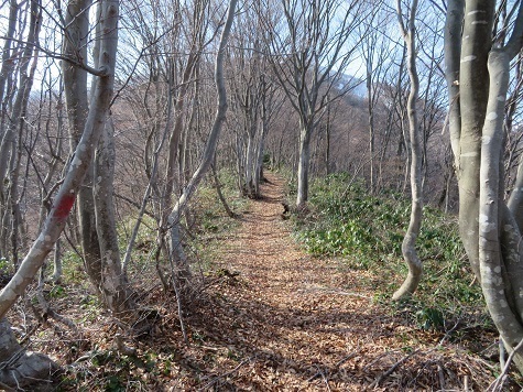 越後白山 三合目を過ぎる.jpg