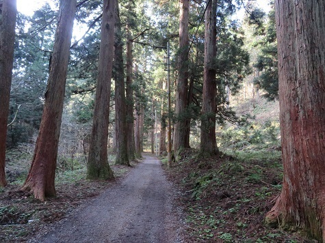 越後白山 杉並木を行く.jpg