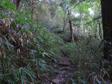 越百駒 道は刈り払いされてる.jpg