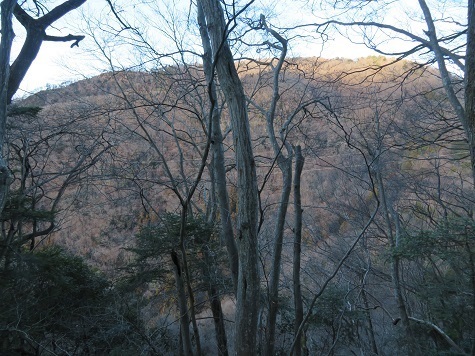 醍醐山 これから向かうなだらかな醍醐山.jpg