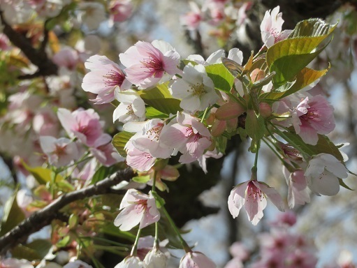 金冠達磨 桜がキレイだ.jpg