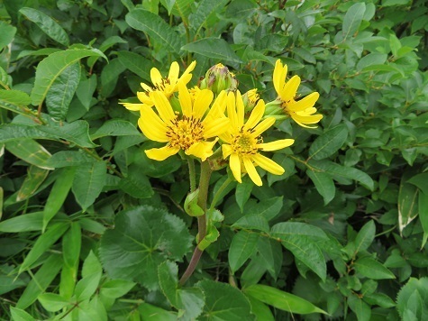 釜臥山 それにしても花が多い.jpg