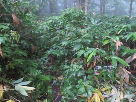 階上 西登山口へは藪漕ぎ必須でヤメた.jpg
