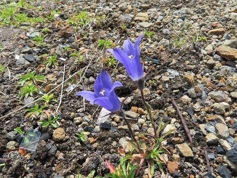 雄阿寒 イワギキョウ.jpg