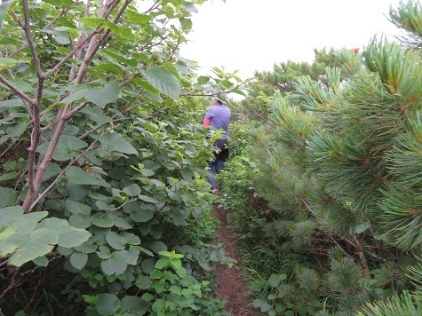 雄阿寒 登山道がハイマツに覆われてきてますね.jpg