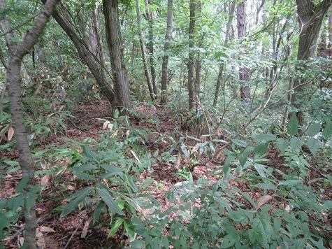 高山 まあまあの藪を進.jpg