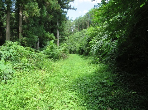 高山 道はうっそうと.jpg
