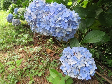 高山 アジサイ.jpg