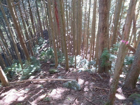 高根山住常光寺 一気に降る.jpg