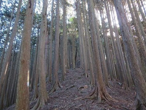 高根山住常光寺 大洞山から井戸口山への登りがなかなかです.jpg
