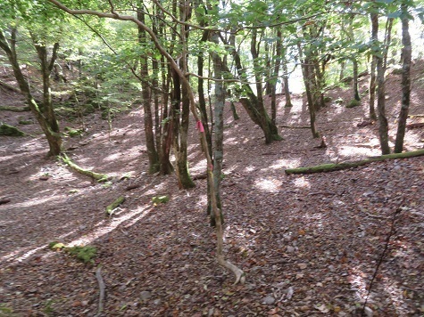 高根山住常光寺 奥宮周辺からナダクマ山への道はやや迷ってしまった.jpg