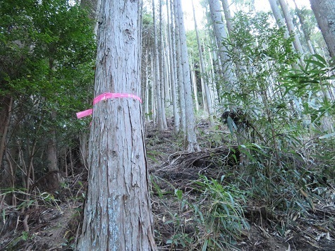 高根山住常光寺 尾根に取り付く.jpg