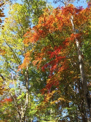 高根山住常光寺 林道から入ると紅葉が丁度見ごろ.jpg